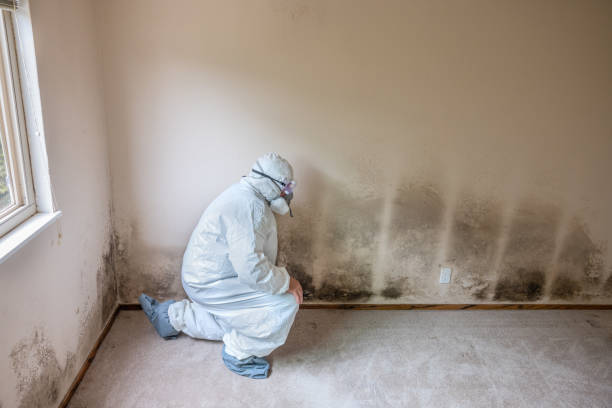 Best Mold Odor Removal Services  in Weidman, MI